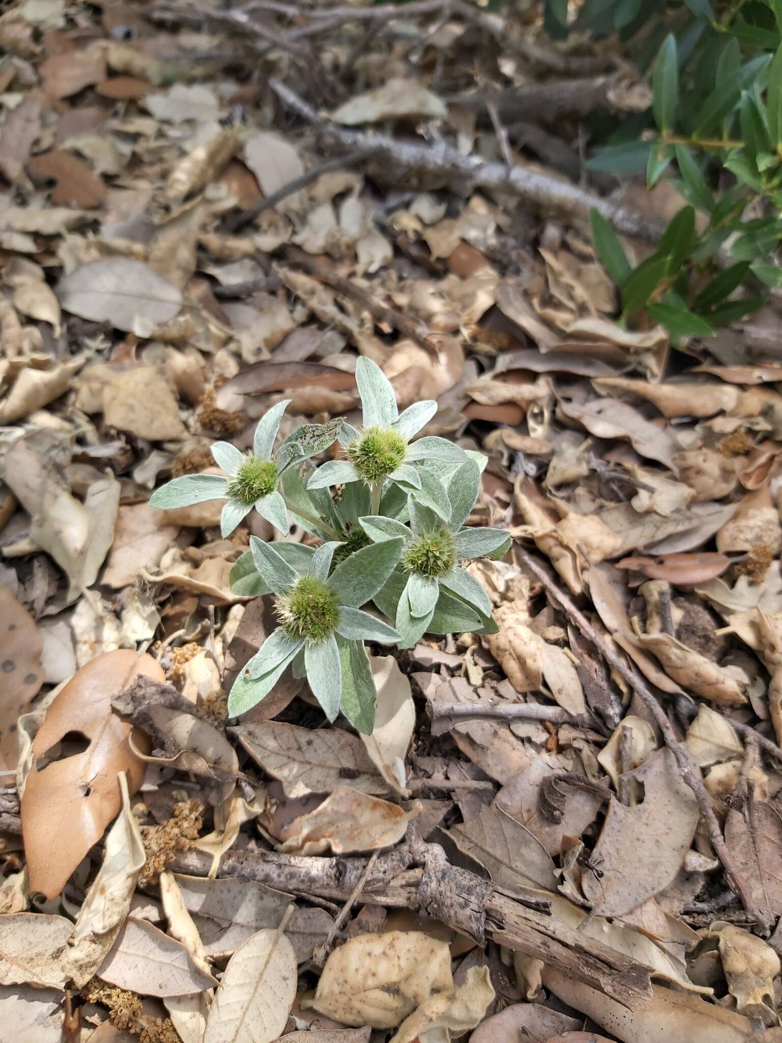 Image of Filago asterisciflora (Lam.) Sw.