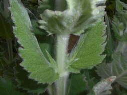 Sivun Salvia aethiopis L. kuva