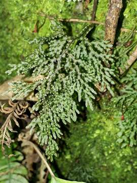 Image of Hymenophyllum flexuosum A. Cunn.