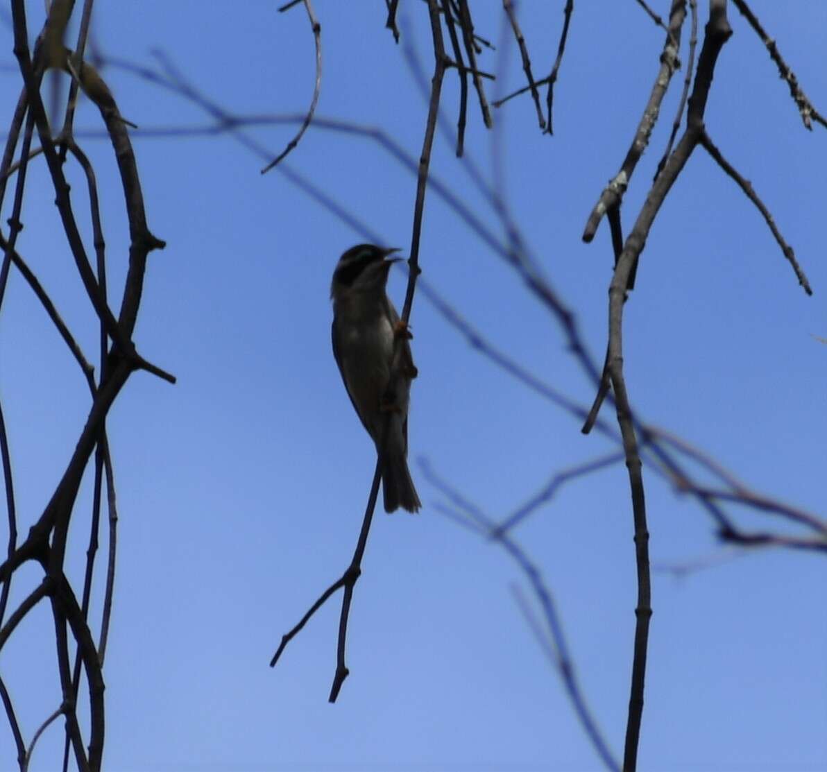 صورة Melithreptus gularis (Gould 1837)