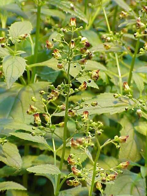 Image of common figwort