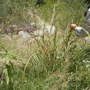 Sivun Tripsacum lanceolatum E. Fourn. kuva