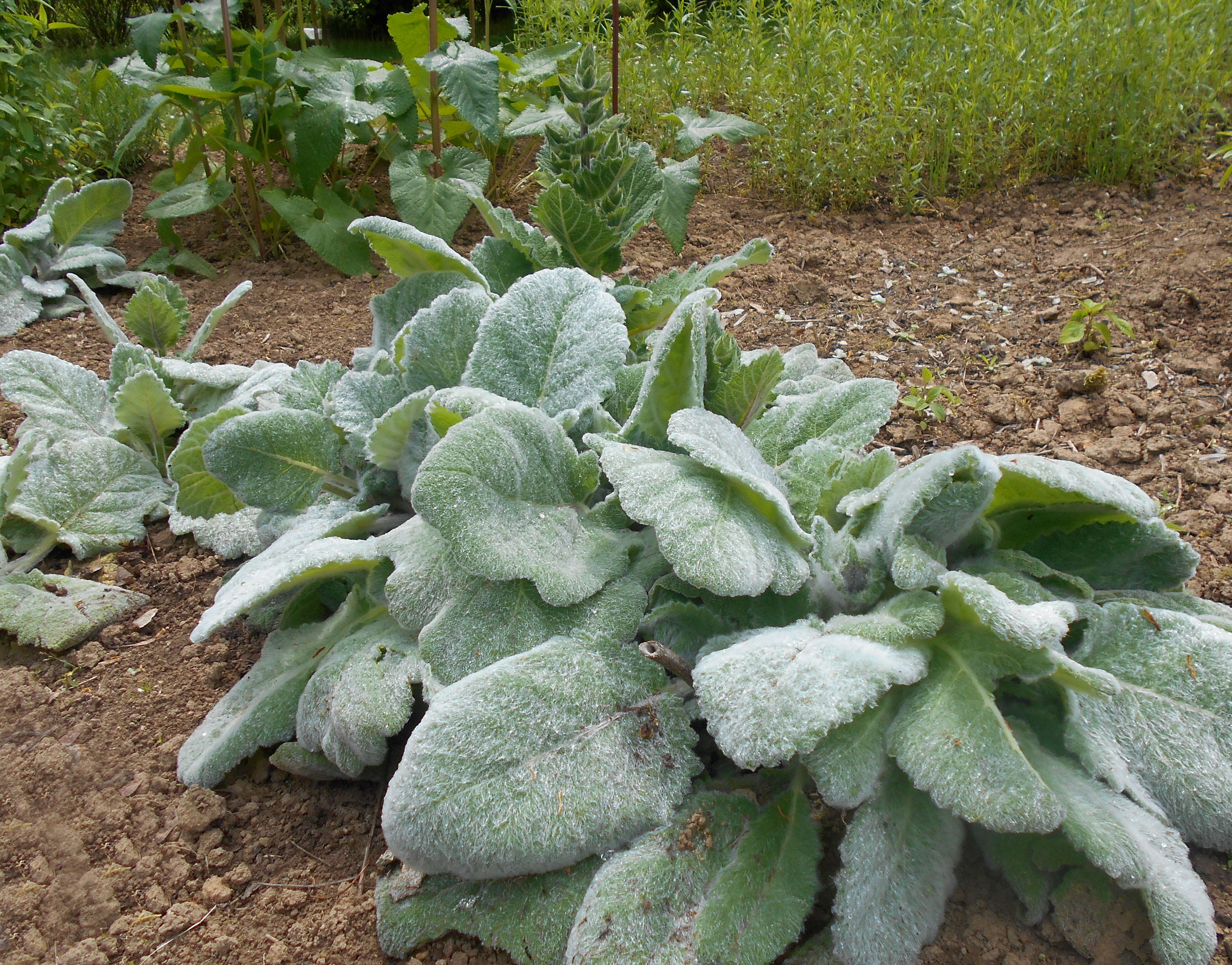 Image of silver sage