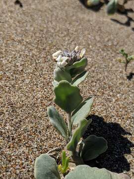 Image of beach shieldpod