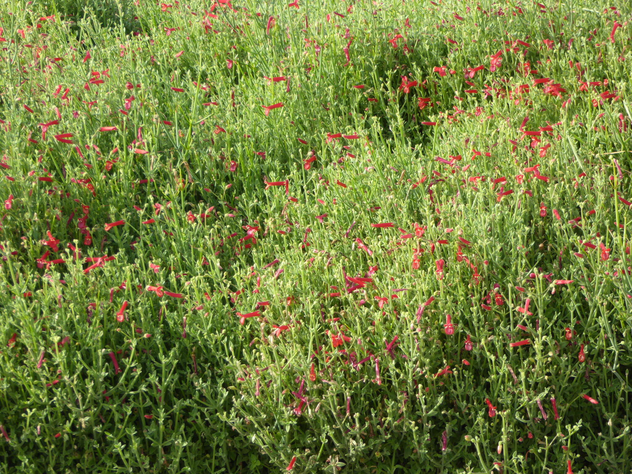 Image of Baja bush snapdragon