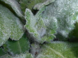 Image of silver sage