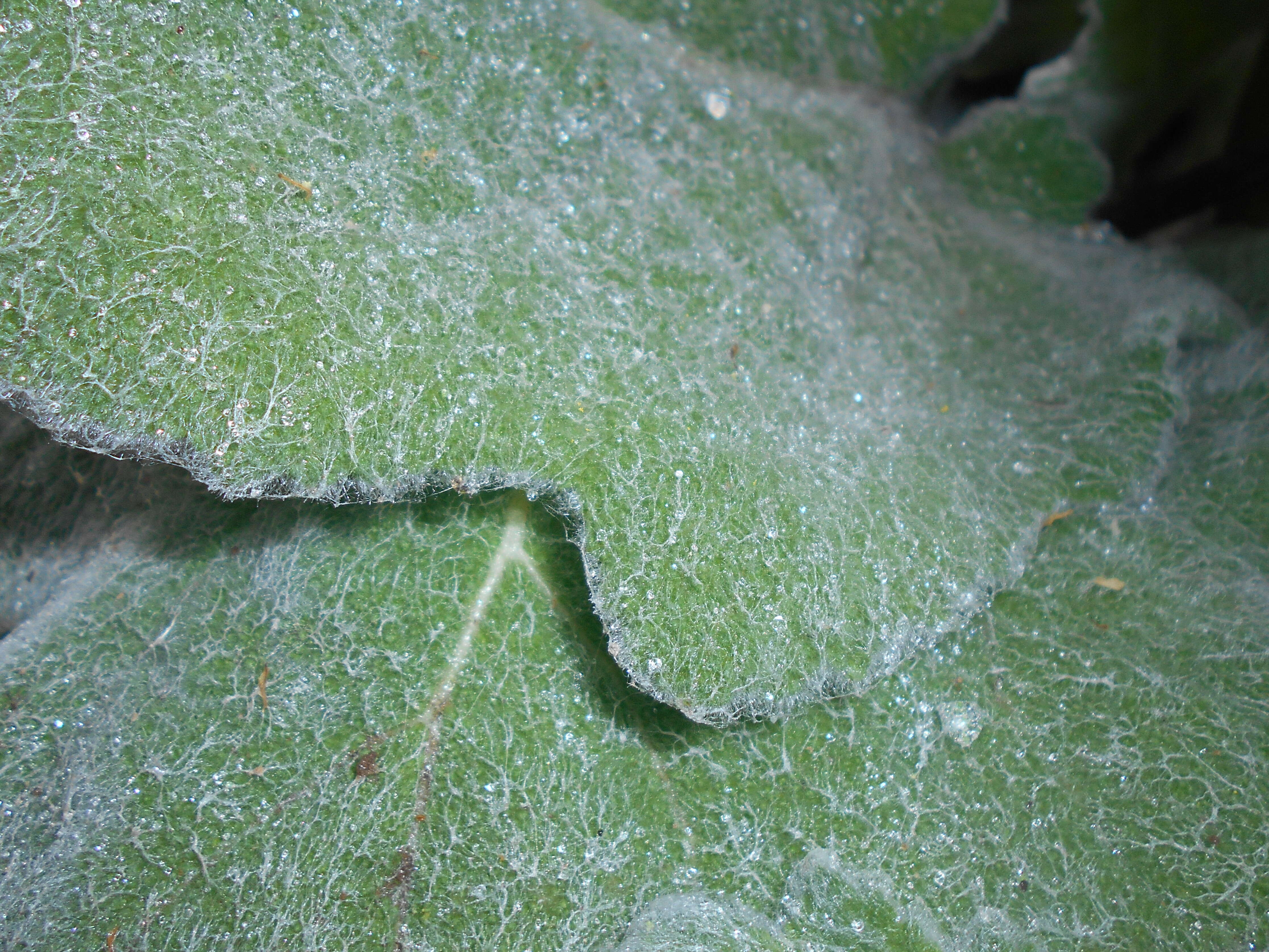 Image of silver sage