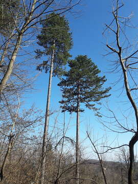 Image of Pinus nigra subsp. nigra