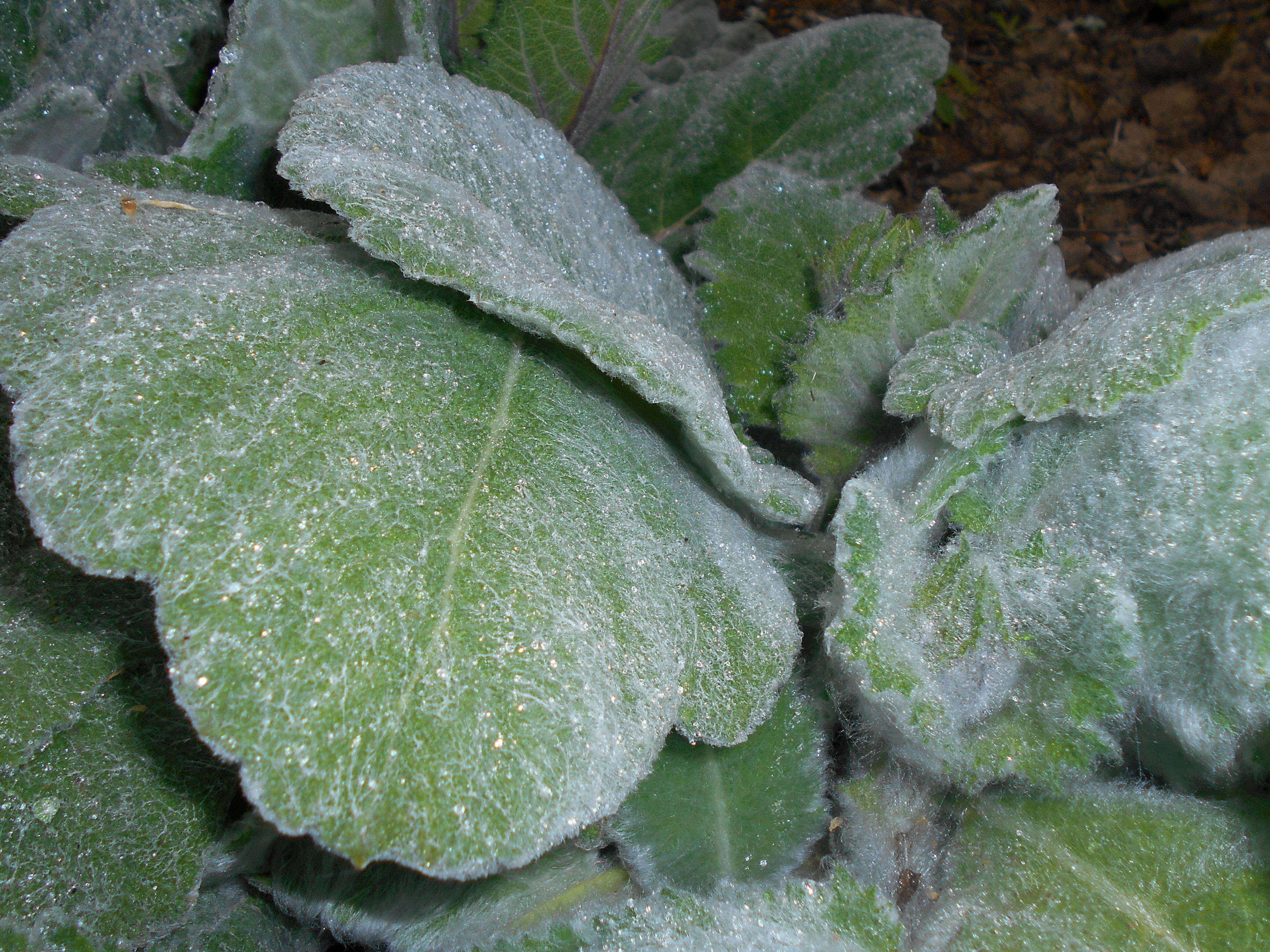 Image of silver sage