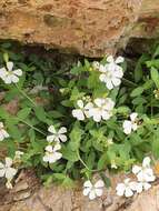 Image of Petrocoptis glaucifolia (Lag.) Pau