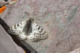 Image of Parnassius patricius Niepelt 1911