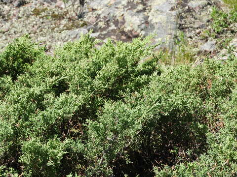 صورة Juniperus pseudosabina Fisch. & C. A. Mey.