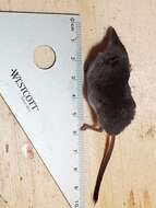 Image of Dusky Shrew