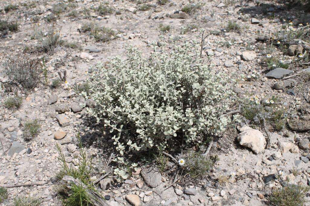 Image of Brewster County barometerbush