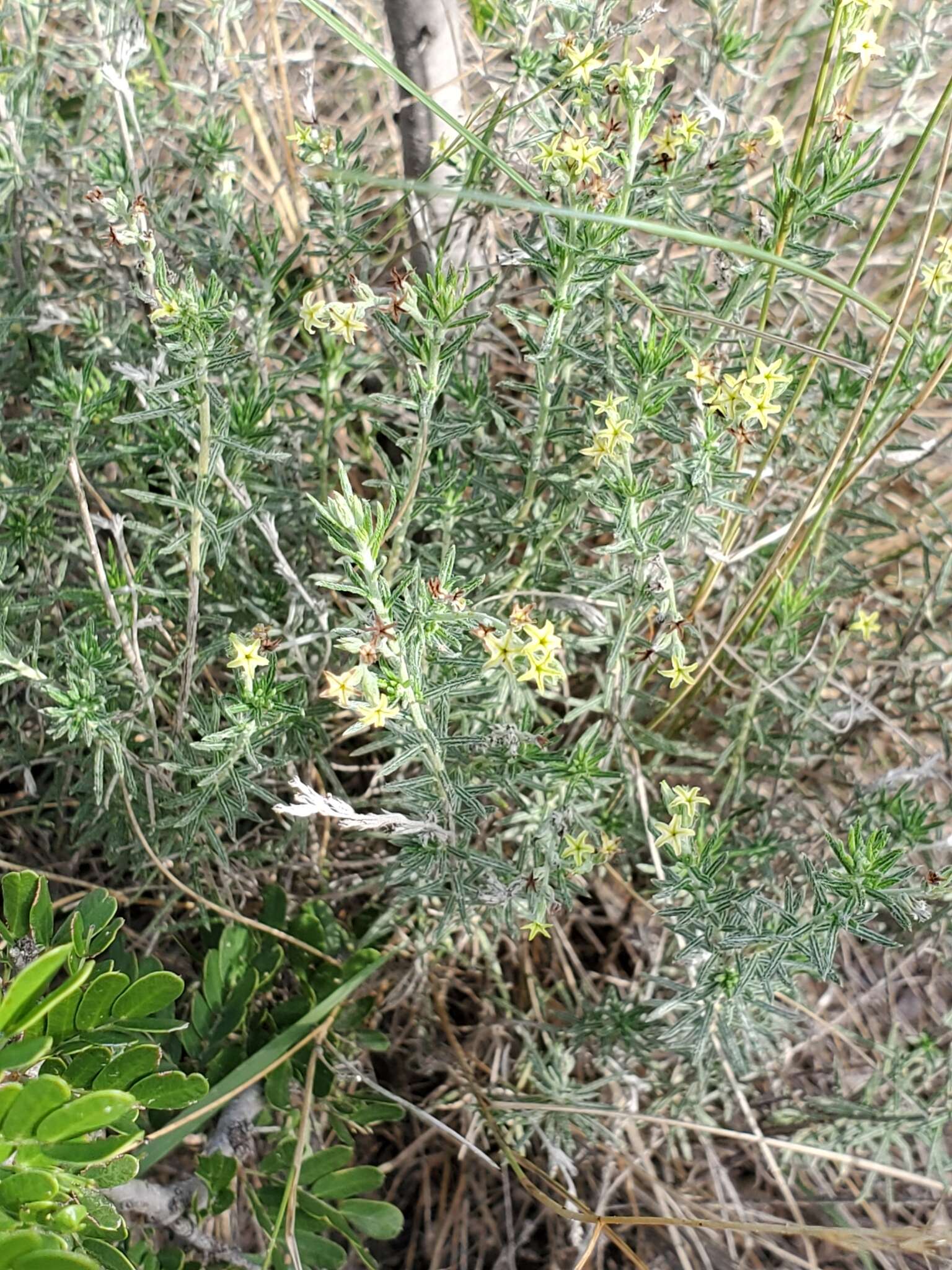 Image of slimleaf heliotrope