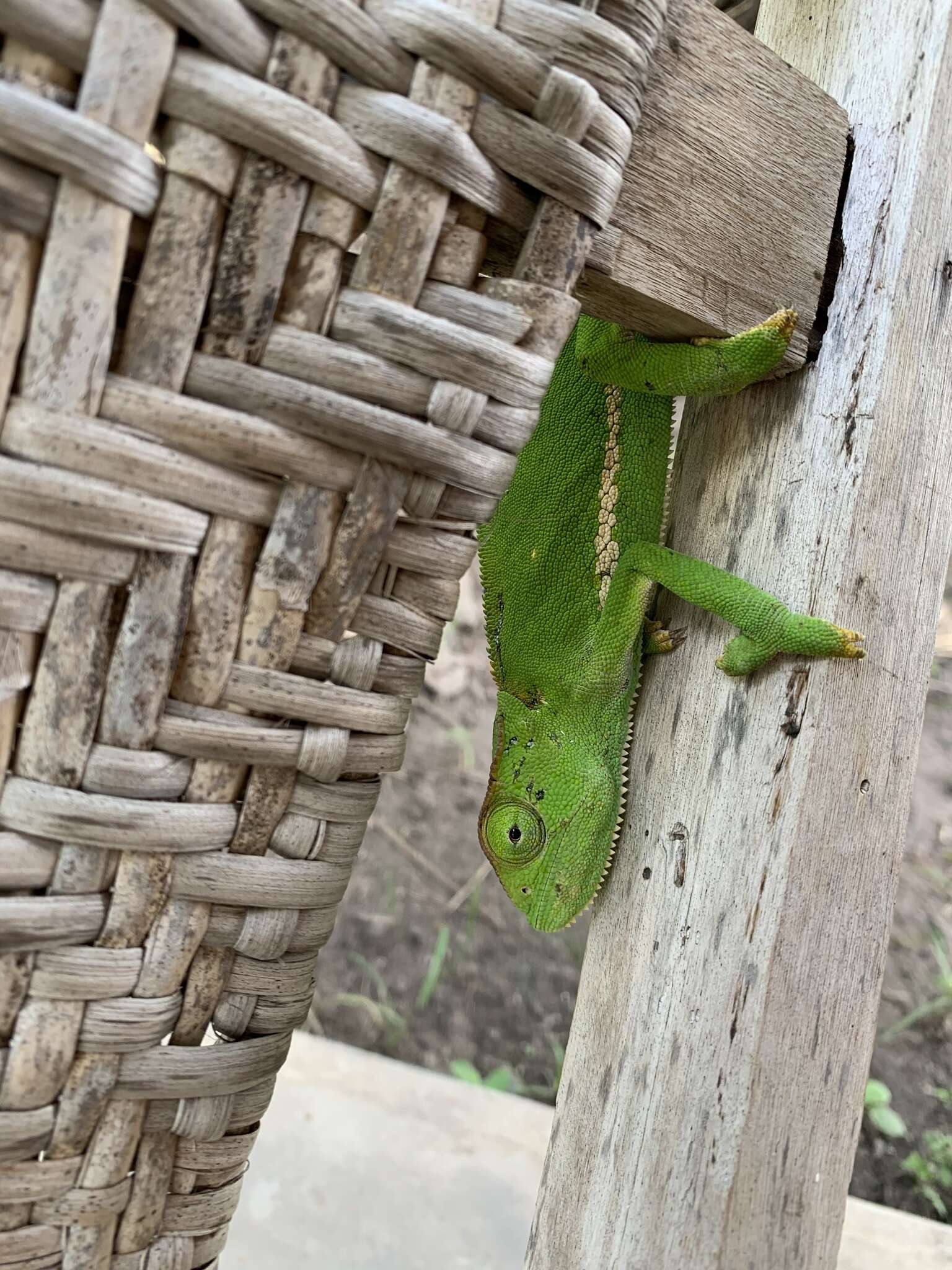 Image of Graceful Chameleon