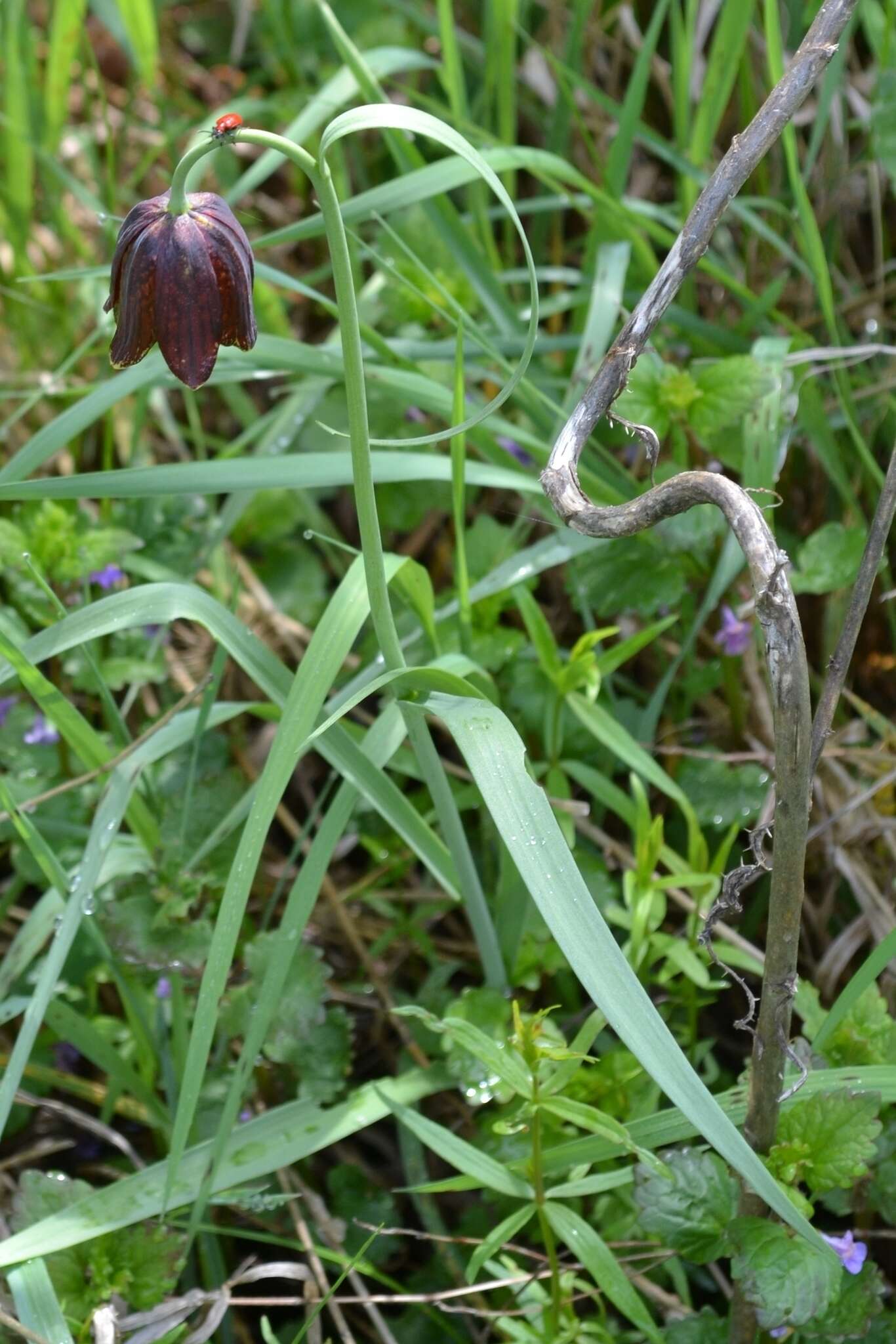 Fritillaria meleagroides Patrin ex Schult. & Schult. fil. resmi