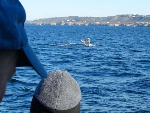 Image of gray whales