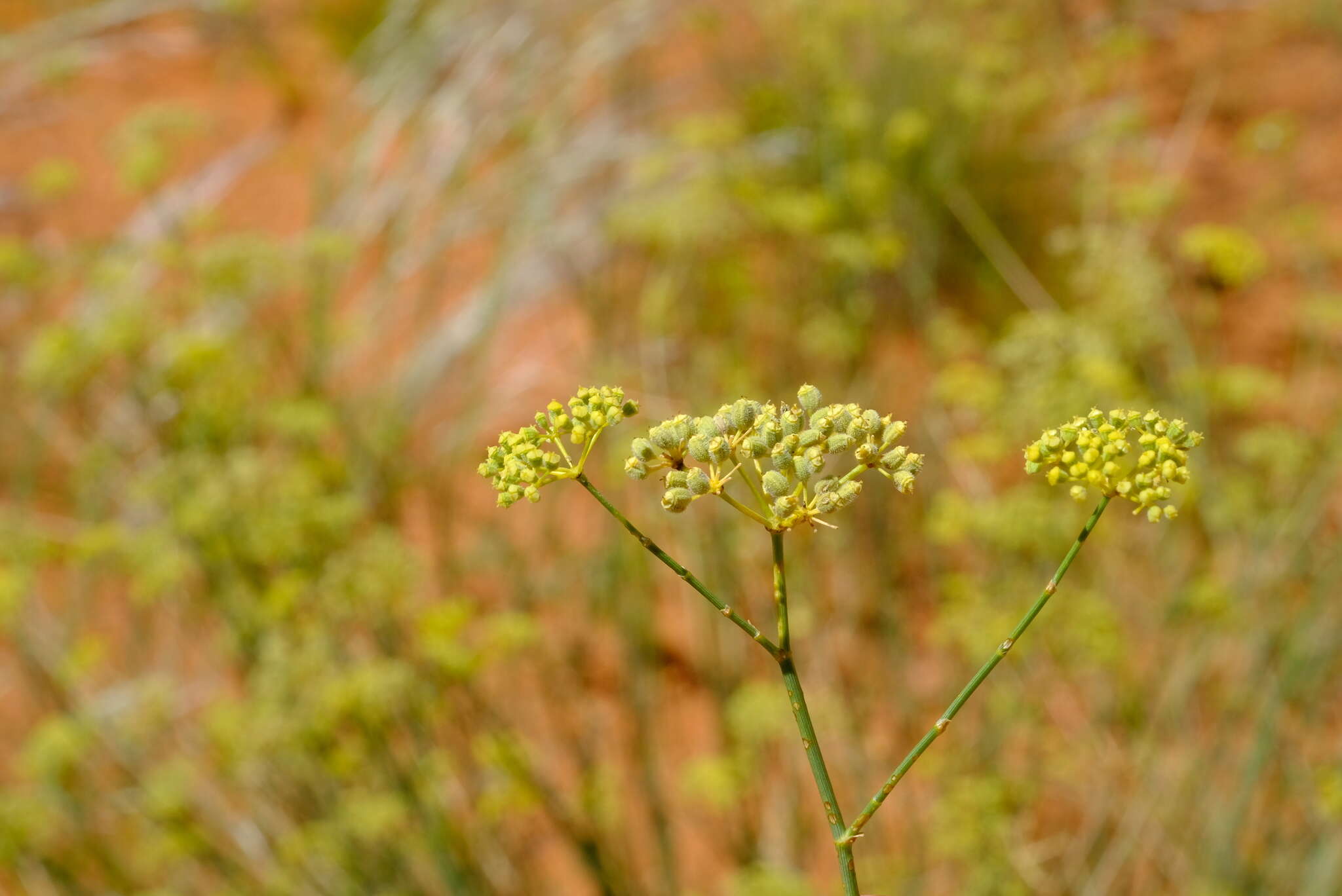 Deverra denudata subsp. aphylla (Cham. & Schltdl.) Pfisterer & Podl.的圖片