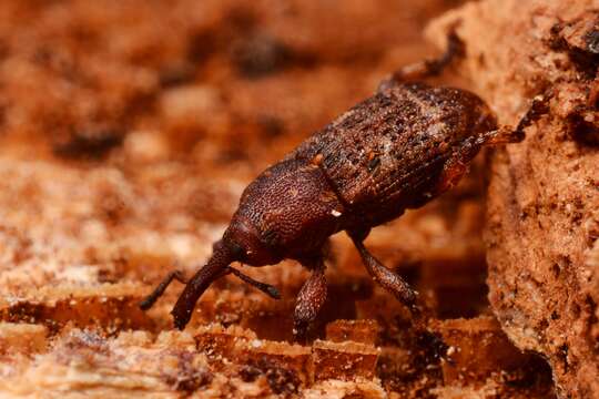 Image of Pissodes weevil