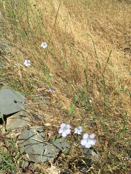 Image of pale flax