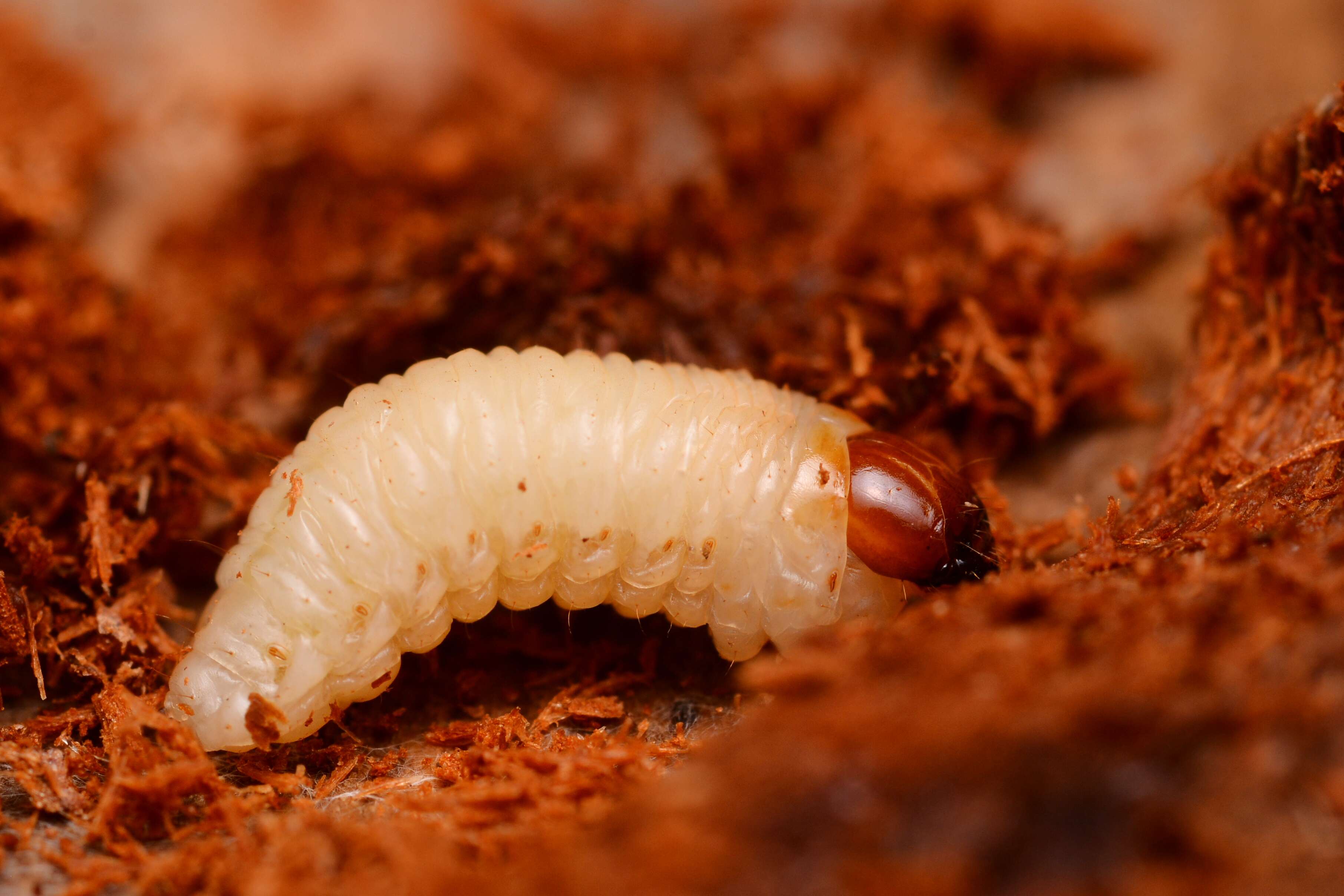 Image of Pissodes weevil