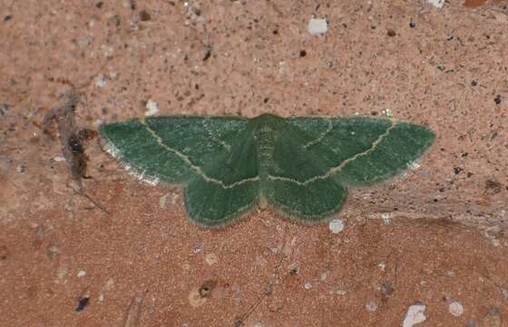 Image of Thin-lined Chlorochlamys Moth