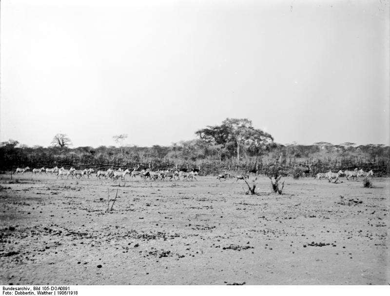 Image of Grevy's Zebra