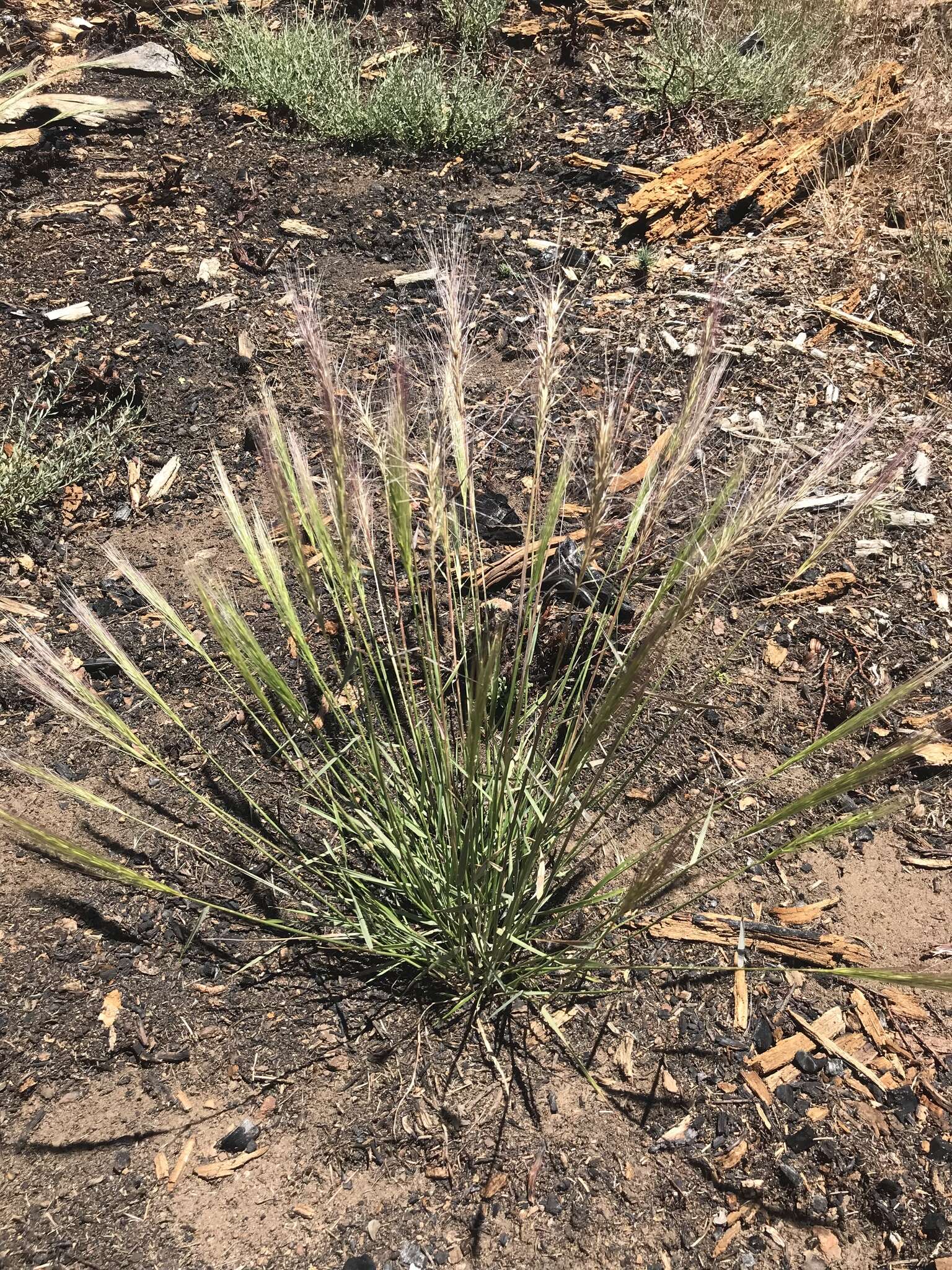 Imagem de Elymus elymoides subsp. elymoides