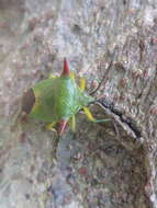 صورة <i>Acanthosoma firmatum</i>