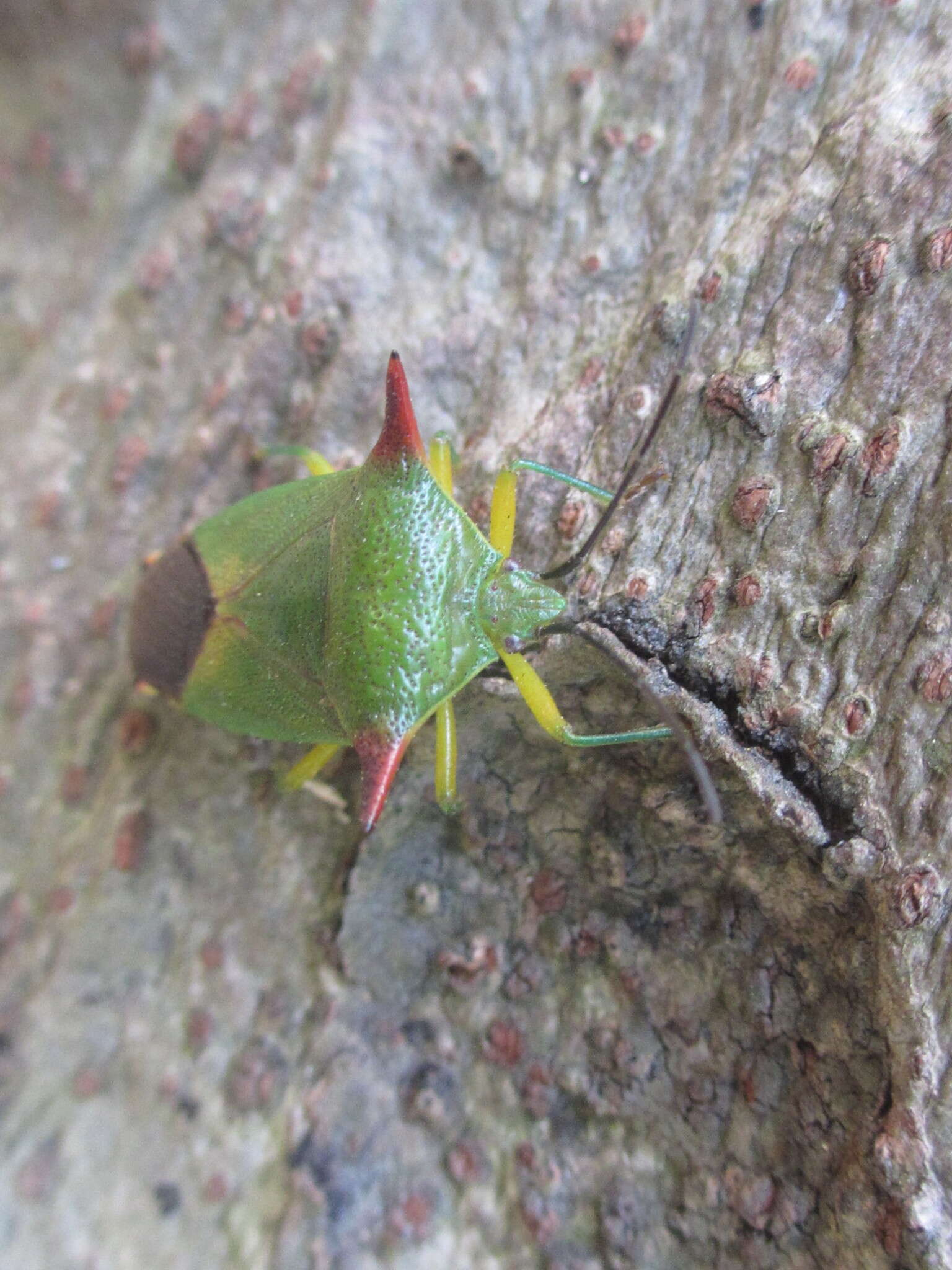 Image of <i>Acanthosoma firmatum</i>