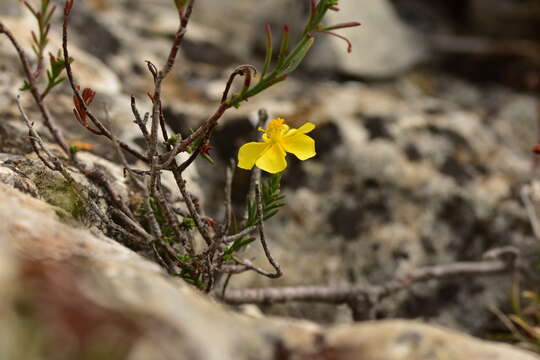 Image of Fumana ericifolia Wallr.