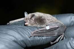 Image of Indiana Bat