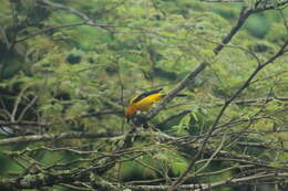 Image of Yellow Oriole