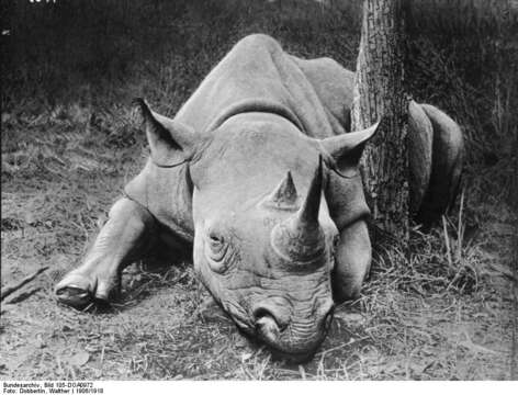 Image of Black Rhinoceros