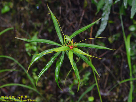 Image of Paris polyphylla var. stenophylla Franch.