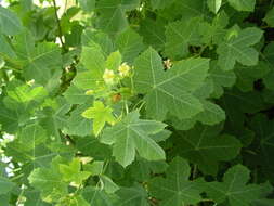 Image of Jatropha chevalieri Beille