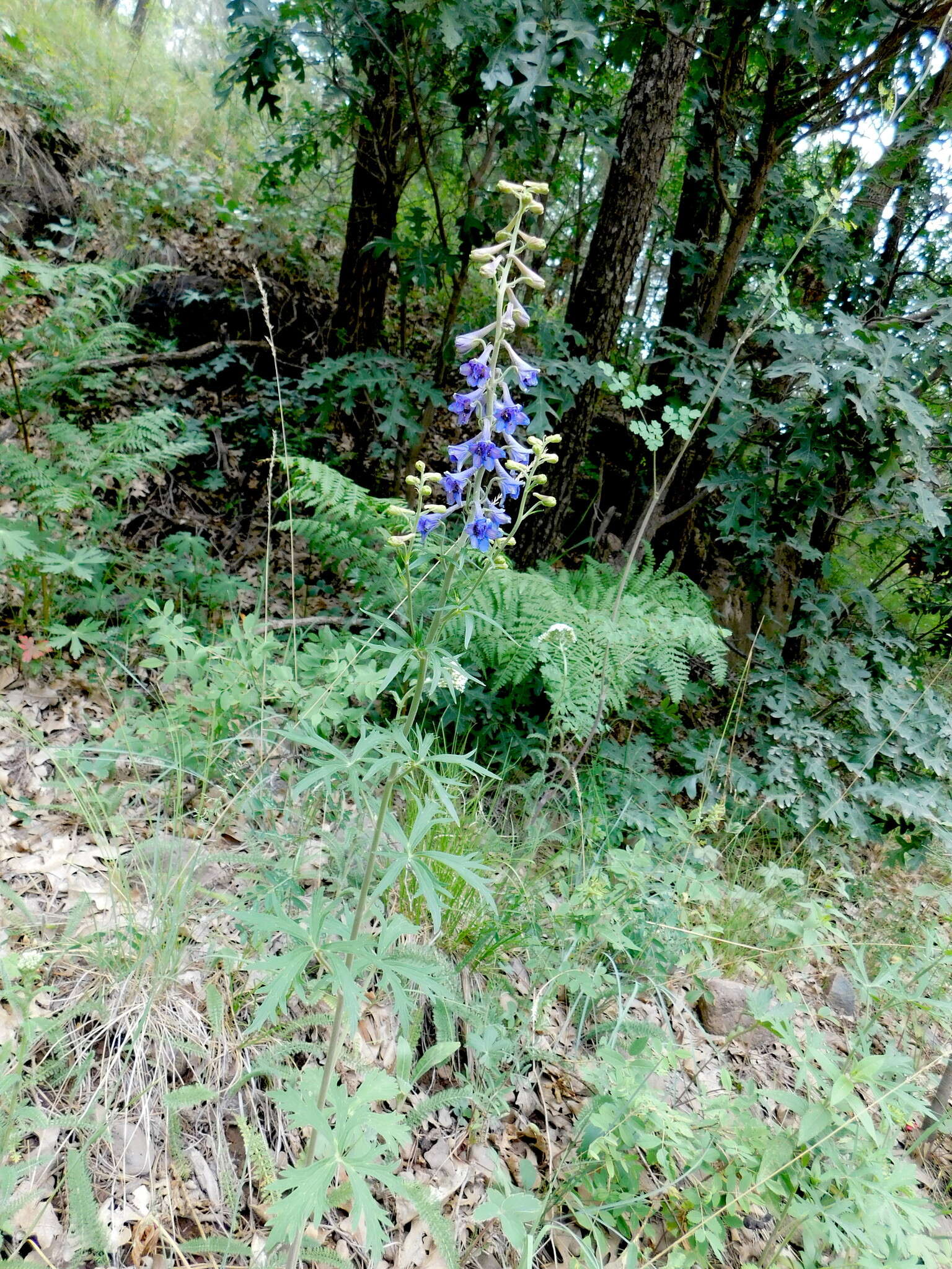 Plancia ëd Delphinium geraniifolium Rydb.