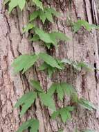 Image de Bignonia capreolata L.