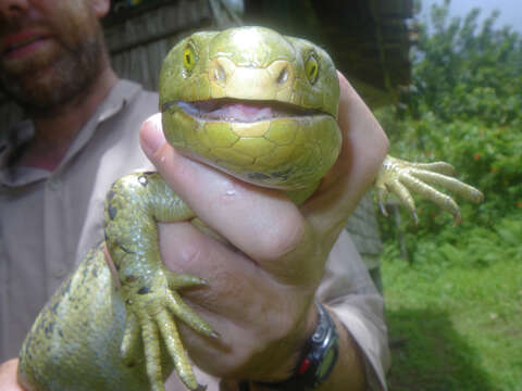 Image of Solomon Island skinks