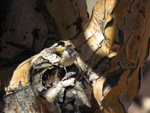 Image of White-throated Canary