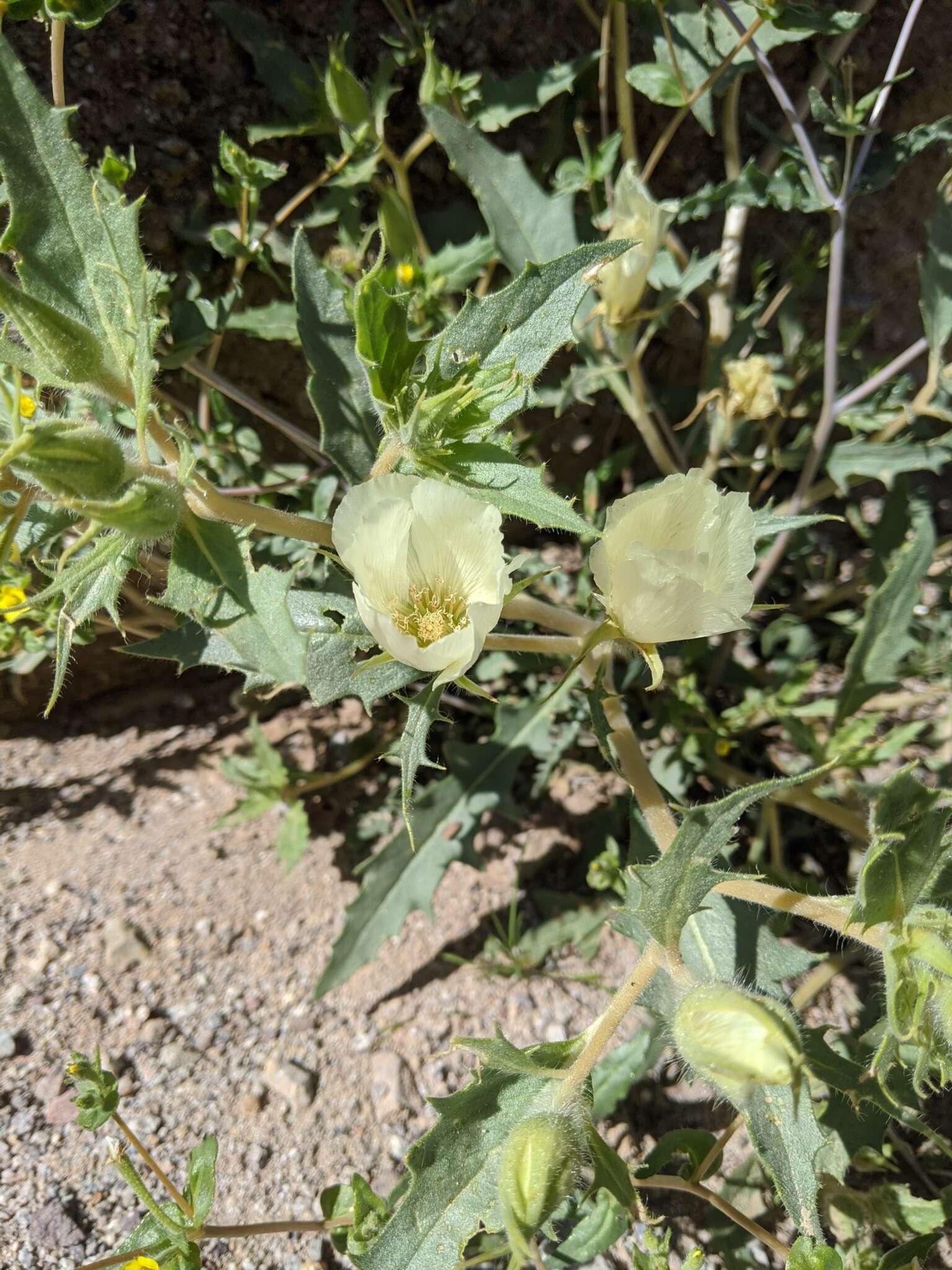 Imagem de Mentzelia tricuspis A. Gray