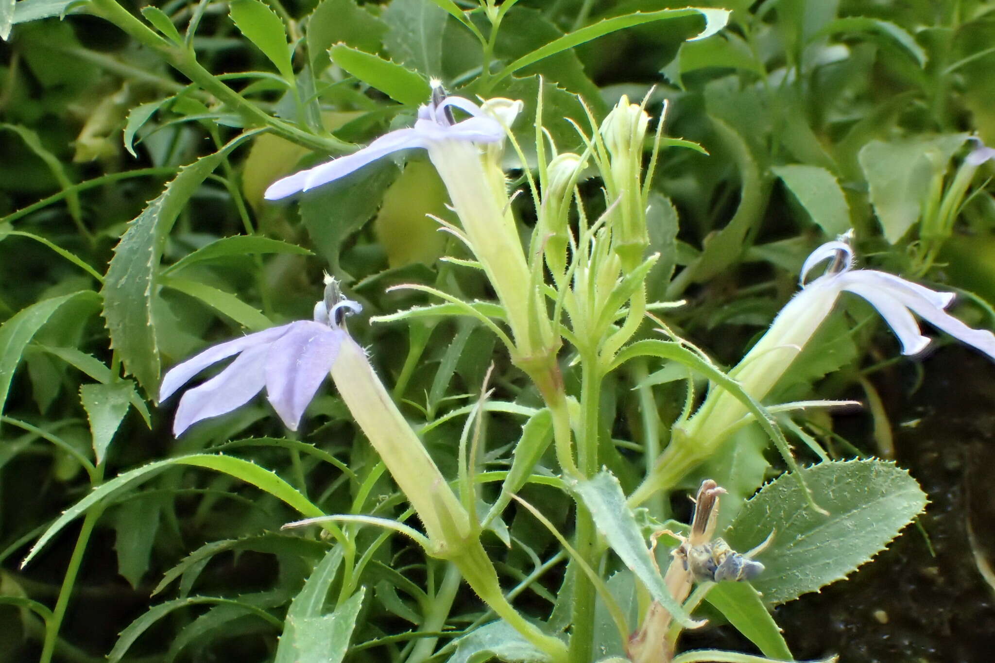 Image de Palmerella debilis subsp. serrata (A. Gray) Lammers