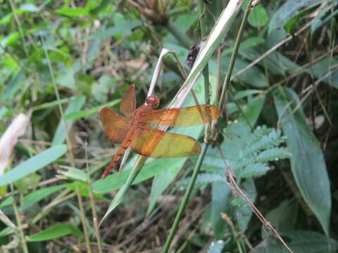 Image of Black Stream Glider