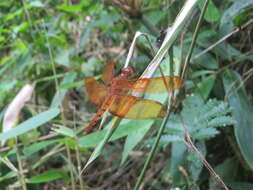 Image of Black Stream Glider