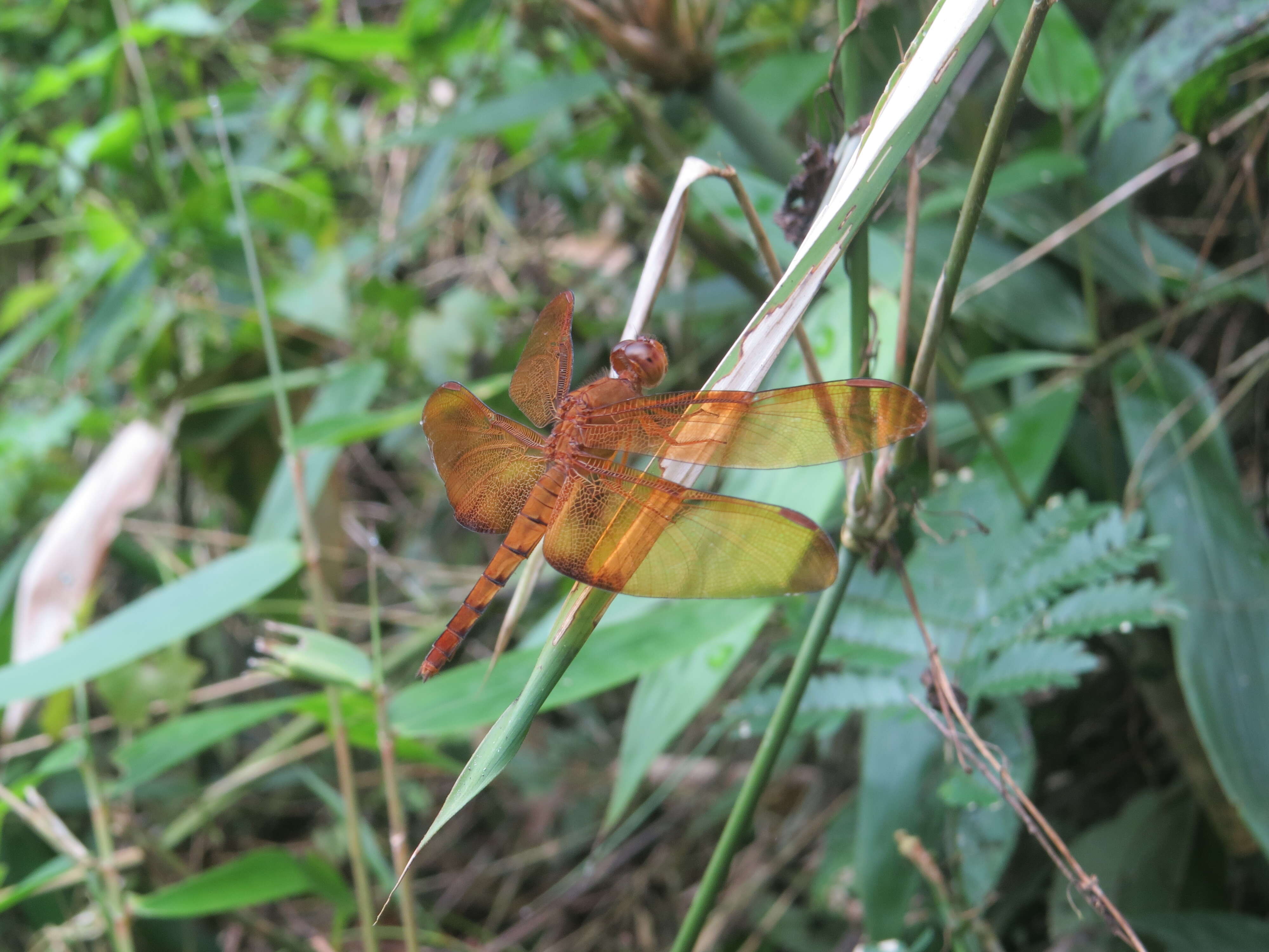 Image of Black Stream Glider