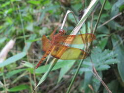 Image of Black Stream Glider