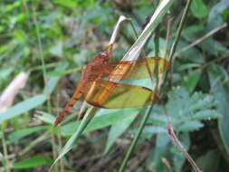 Image of Black Stream Glider