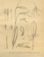 Image de Anathallis obovata (Lindl.) Pridgeon & M. W. Chase