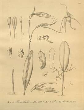 Image de Anathallis obovata (Lindl.) Pridgeon & M. W. Chase